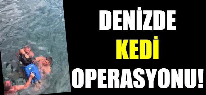 Kedi kurtarma operasyonu!