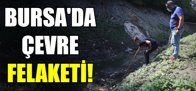 Bursa'da çevre felaketi!