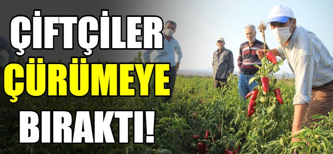 Çiftçiler çürümeye bıraktı!