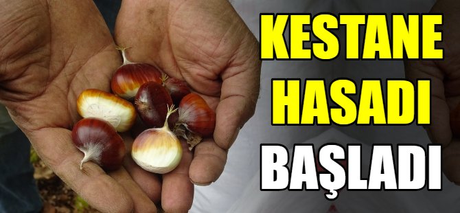 Kestane hasadı başladı