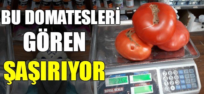 Bu domatesleri gören şaşırıyor