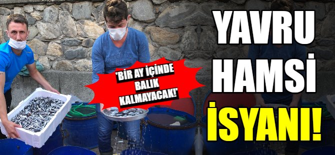Yavru hamsi isyanı!