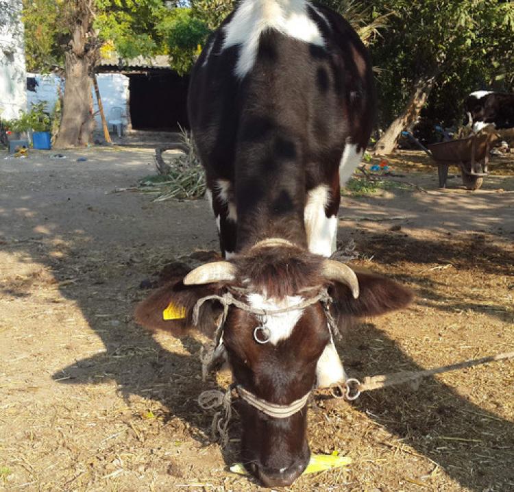 Bu inekler çok akıllı!