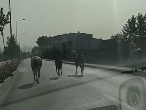 Bursa trafiğinde dört nala!