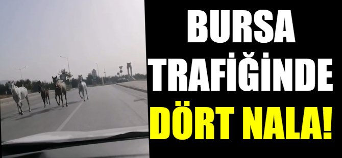 Bursa trafiğinde dört nala!