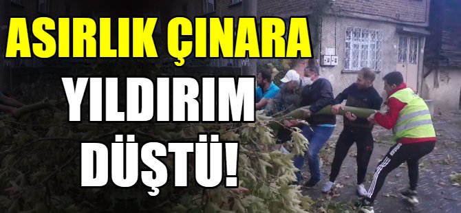 Asırlık çınara yıldırı  düştü