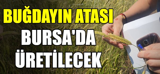 Buğdayın atası Bursa’da üretilecek
