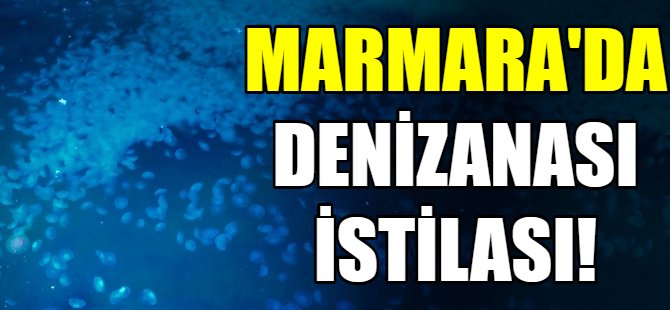 Marmara’da denizanası istilası