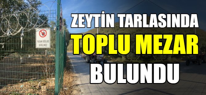 Zeytin tarlasından toplu mezar çıktı