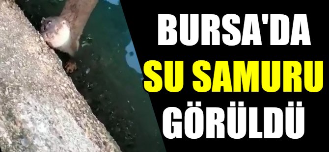 Bursa'da su samuru görüldü
