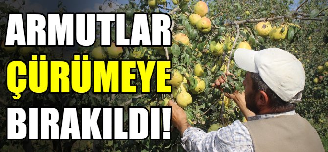 Armutlar çürümeye bırakıldı!