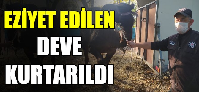 Eziyet edilen deve kurtarıldı