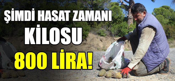 Kilosu tam 800 lira!