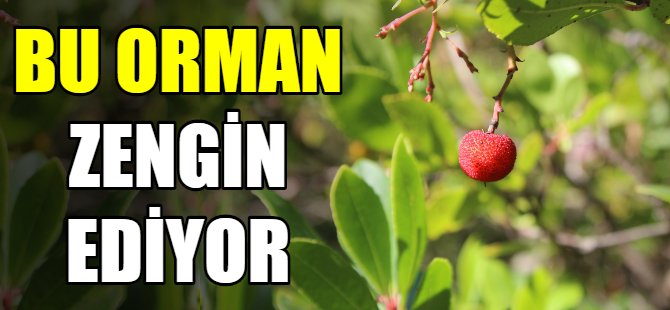 Bu ormana giren zengin oluyor