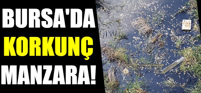 Bursa'da korkunç görüntü!