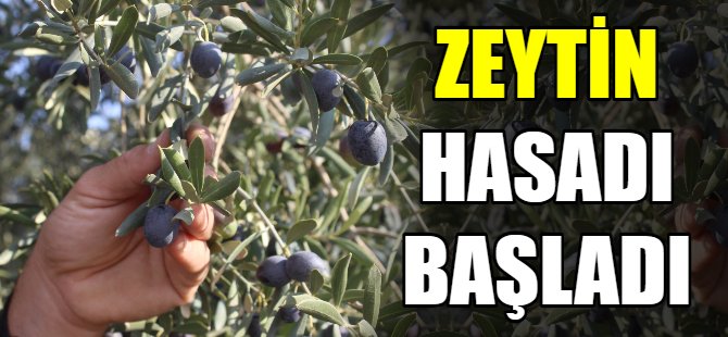 Zeytin hasadı başladı!