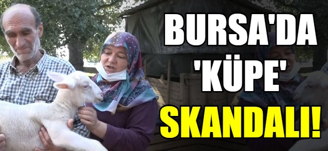Tarım İlçe Müdürlüğü'nün küpelediği hayvanlar ölüyor!