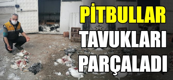 Pitbullar tavukları parçaladı