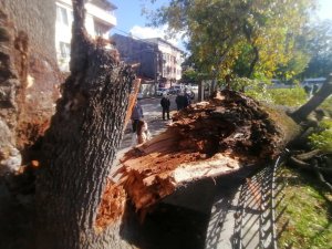 Deprem Bursa'da tarihi ağacı yıktı!
