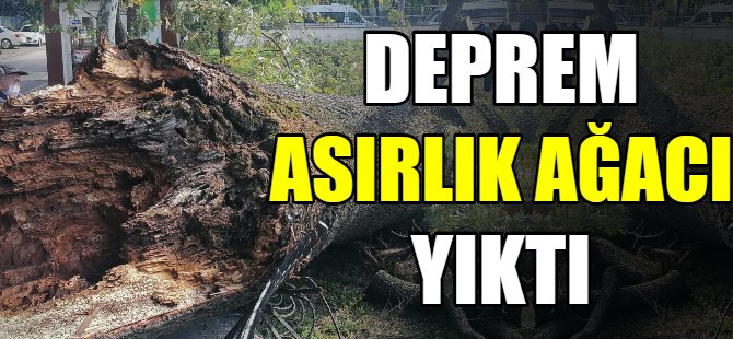 Deprem Bursa'da tarihi ağacı yıktı!