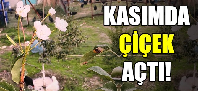 Kasımda çiçek açtı!