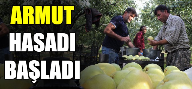 Armut hasadı başladı