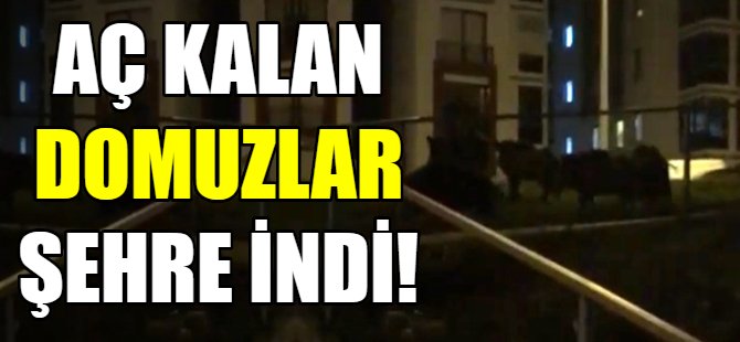 Bursa'da aç domuzlar şehre indi