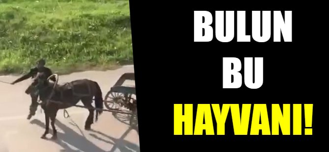 Bulun bu hayvanı!