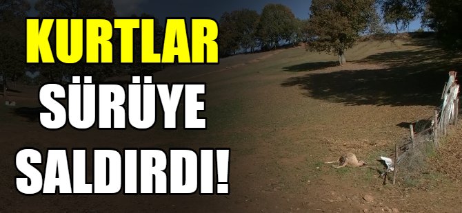 Kurtlar sürüye saldırdı!