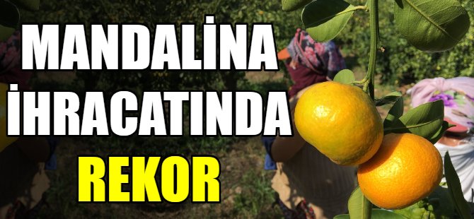 Mandalina ihracatında rekor