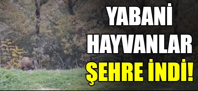 Yabani hayvanlar şehre indi
