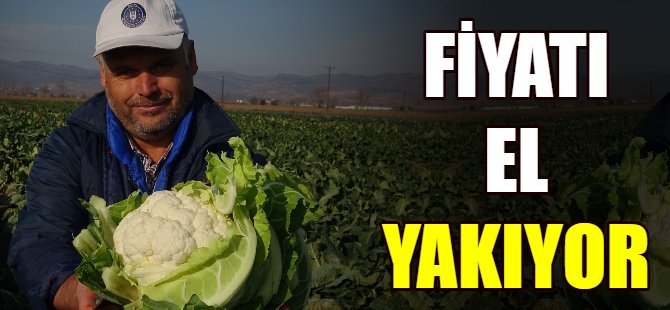 Karnabahar el yakıyor