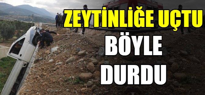 Zeytinliğe uçtu!