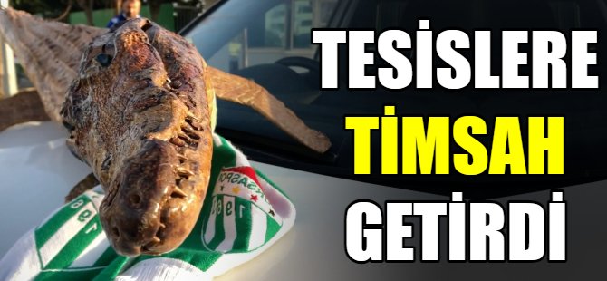 Tesislere timsah getirdi