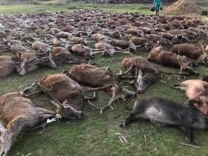 Portekiz'de hayvan katliamı!