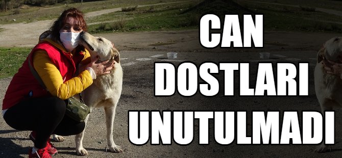 Yüzlerce gönüllü can dostları unutmadı