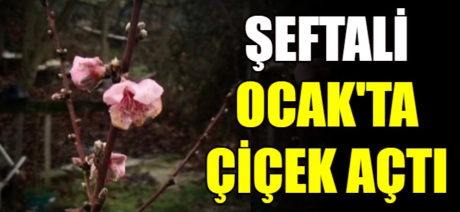 Şeftali ağacı Ocak'ta çiçek açtı