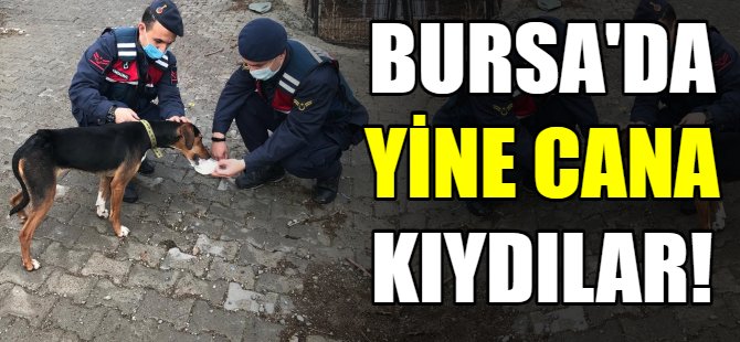 Bursa'da hayvanlara saldırı bitmiyor