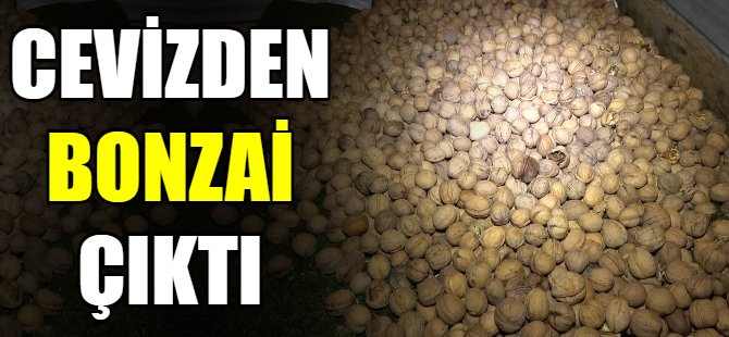 Cevizden bonzai çıktı!