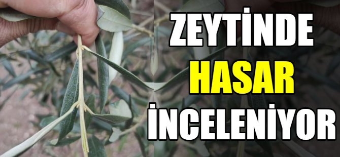 Zeytinde hasar tespit çalışmaları
