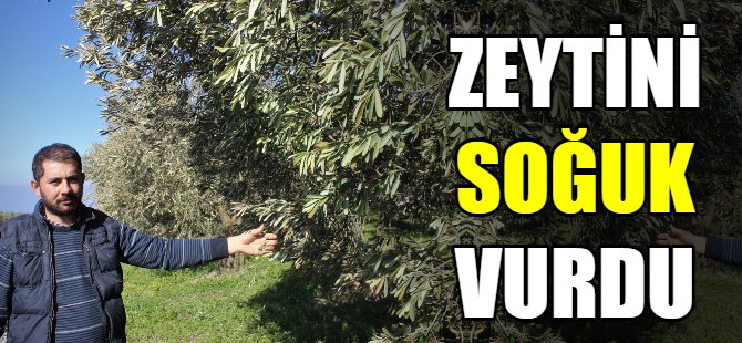 Zeytini soğuk vurdu!