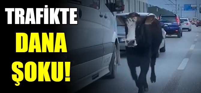Trafikte 'dana' şoku!