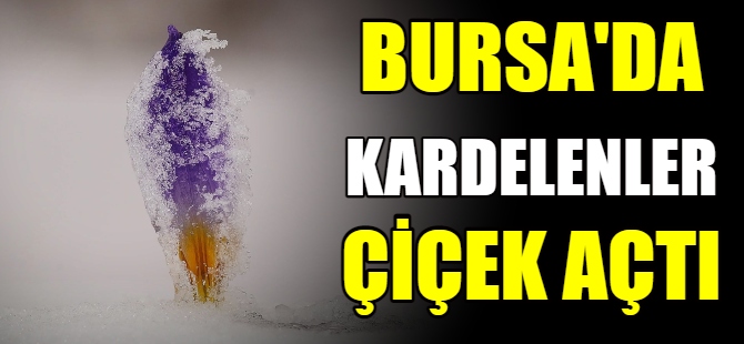 Kardelenler çiçek açtı