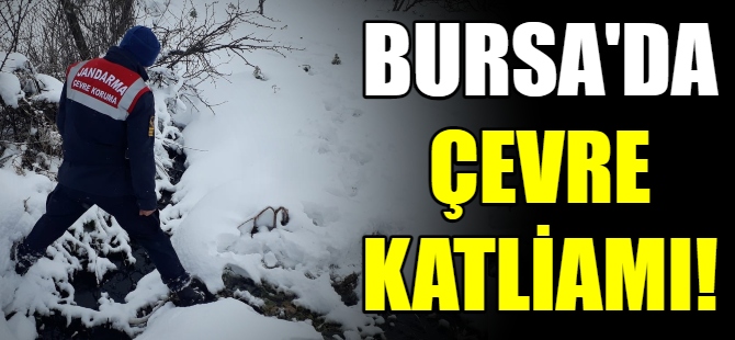 Bursa'da çevre katliamı!