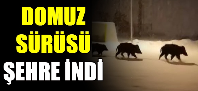 Aç kalan domuz sürüsü şehre indi