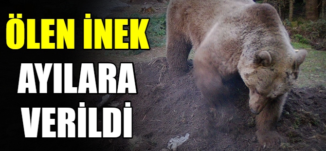 Uludağ’da ölen inek ayılara verildi