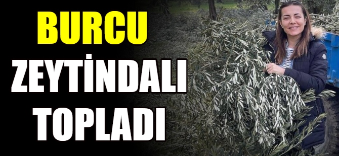 Burcu Kara zeytindalı topladı