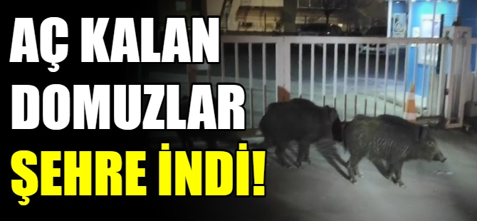 Bursa'da aç kalan domuzlar sokağa indi