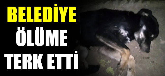 Belediye, ölüme terk etti!
