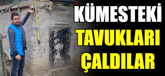 Kümesteki tavukları çaldılar